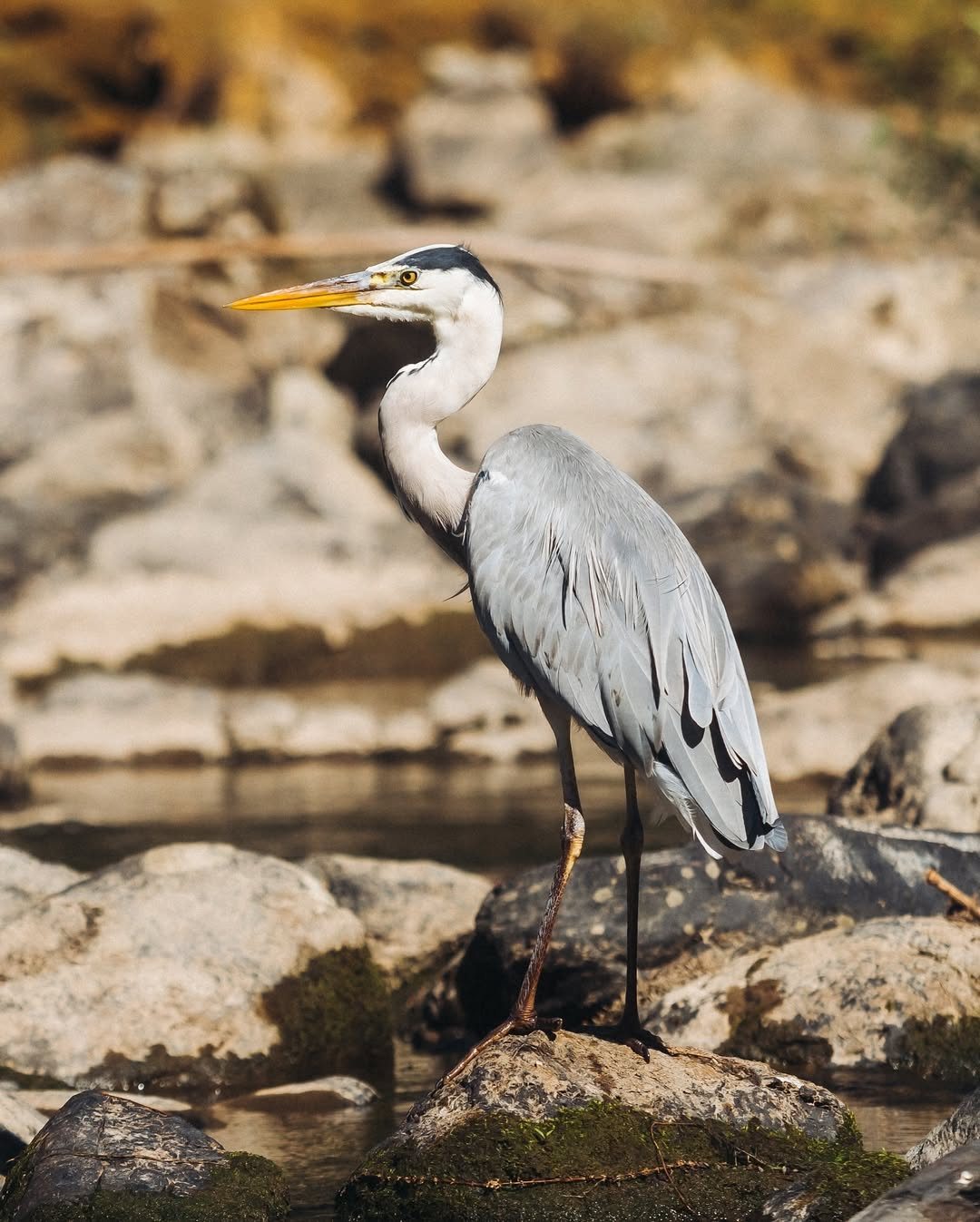 Hozugawa river wildlife bird